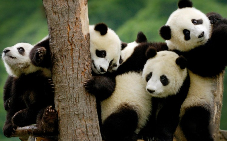 2-Week China Essence and Panda Tour