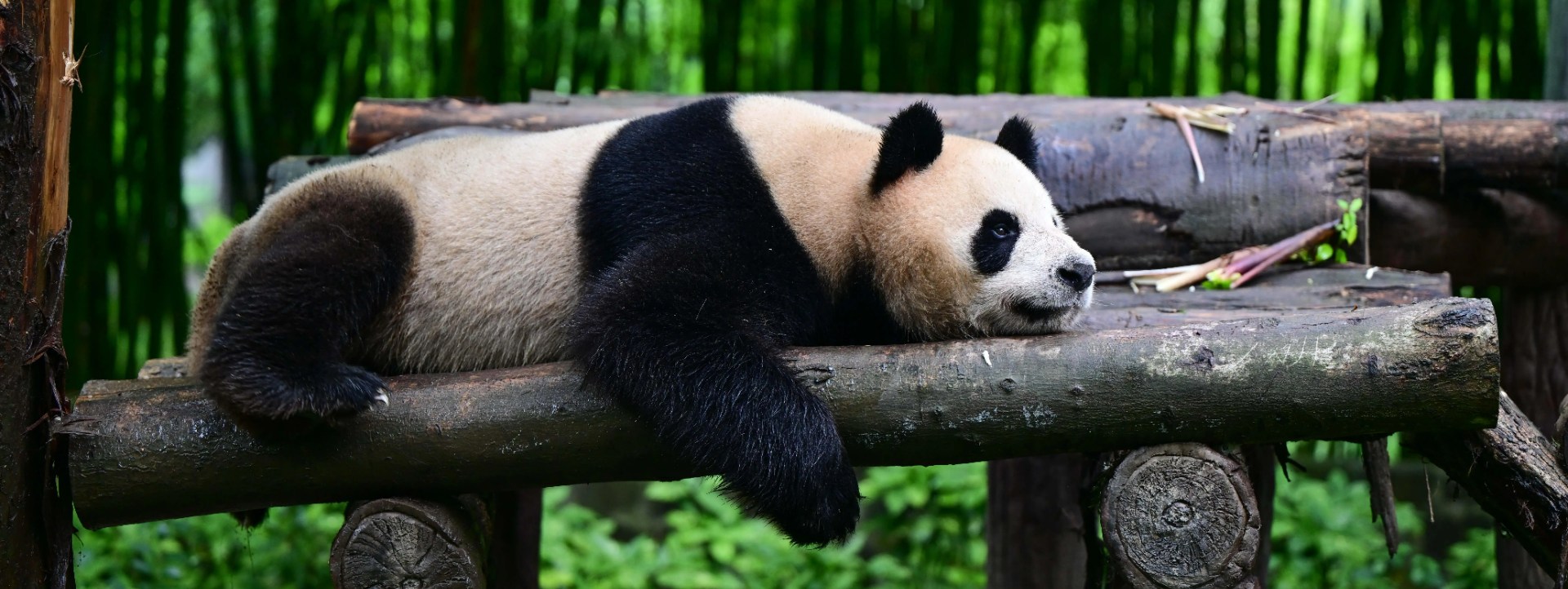 Chengdu Tours