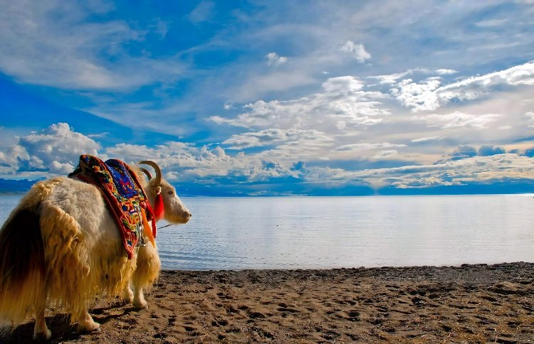 7-Day Lhasa, Nyingchi, and Bome Tour