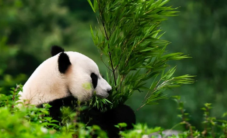 2-Week China Essence and Panda Tour